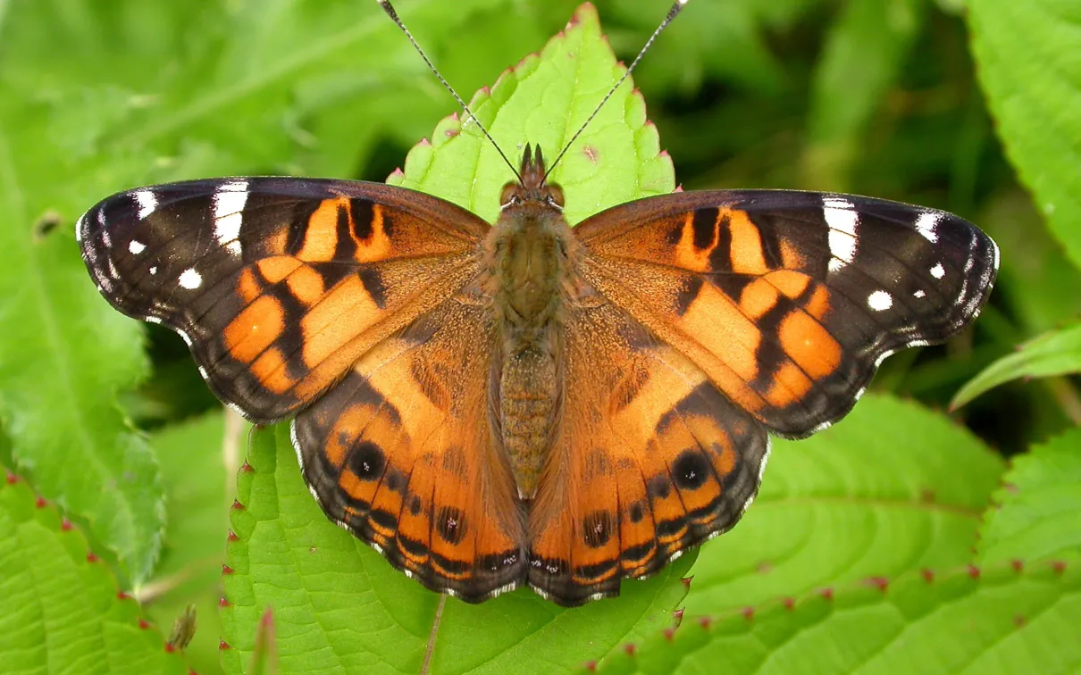 American Lady butterfly.