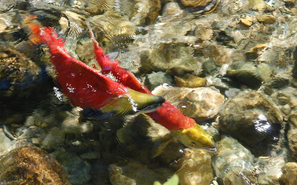 Un saumon sockeye mâle et femelle.