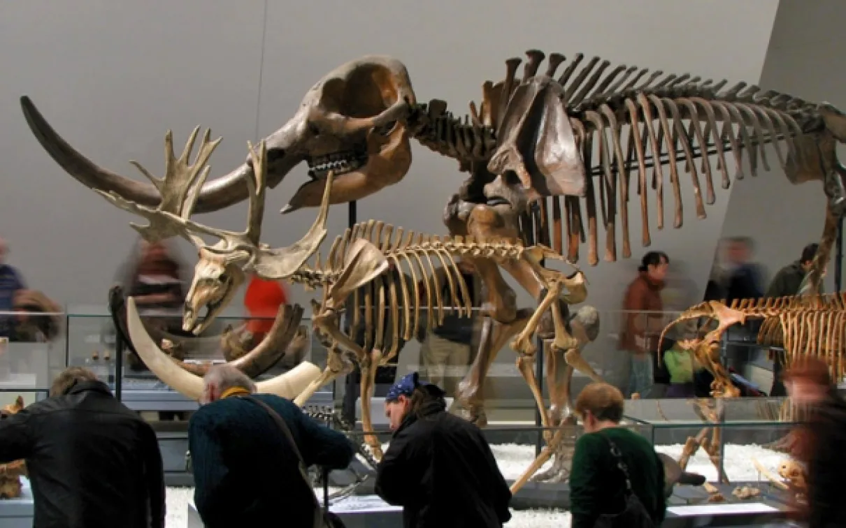 The ROM's Reed Gallery of the Age of Mammals display amazing specimens from Ontario, such as the giant beaver, stag-moose, and Toronto's namesake, an extinct species of deer named Torontoceros, help us understand the impact of the Ice Age.