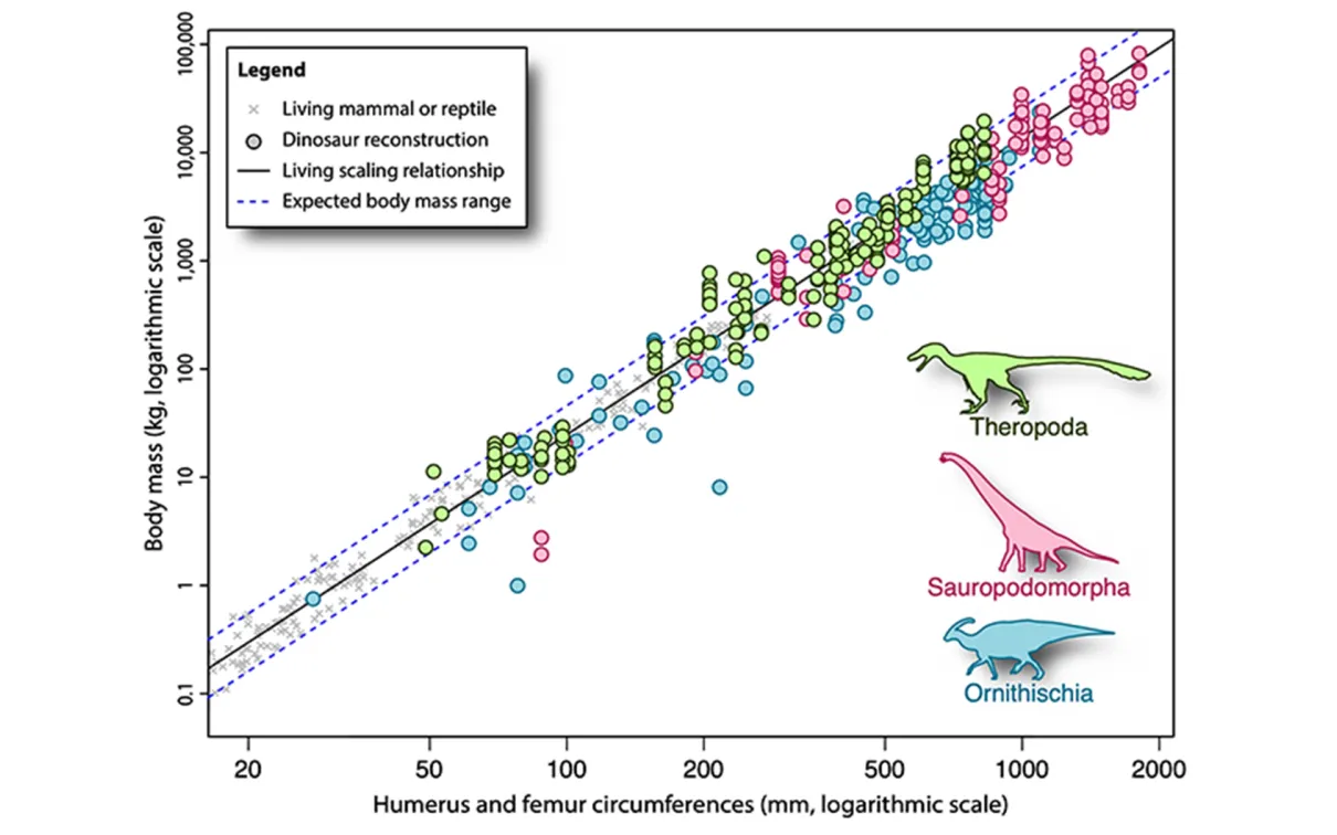 Comparaison des approches : les masses de la reconstruction de la vie des dinosaures projetées sur la circonférence des membres et la relation d'échelle de la masse corporelle des mammifères et des reptiles vivants. Avec l'aimable autorisation de Nicolás Campione. Les masses reconstruites des dinosaures projetées sur la relation entre la circonférence des membres et la masse corporelle des mammifères et des reptiles vivants.