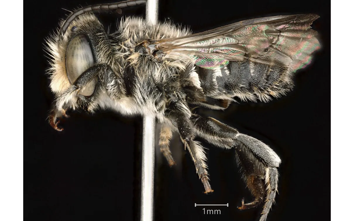 Photograph of Megachile rotundata.