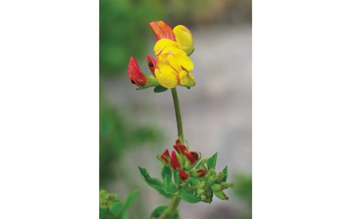 Food plant, bird’s-foot trefoil.