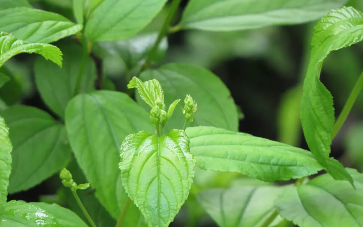 Detail of emerging leaves and flower buds on the New Jersey tea plant.