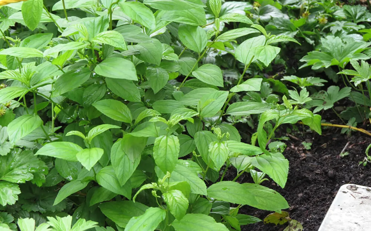 A pattern of veins and teeth on the expanding leaves of the New Jersey tea plant.