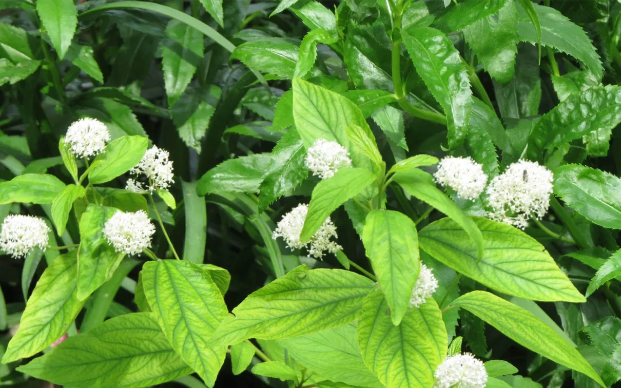 New Jersey tea in full bloom.