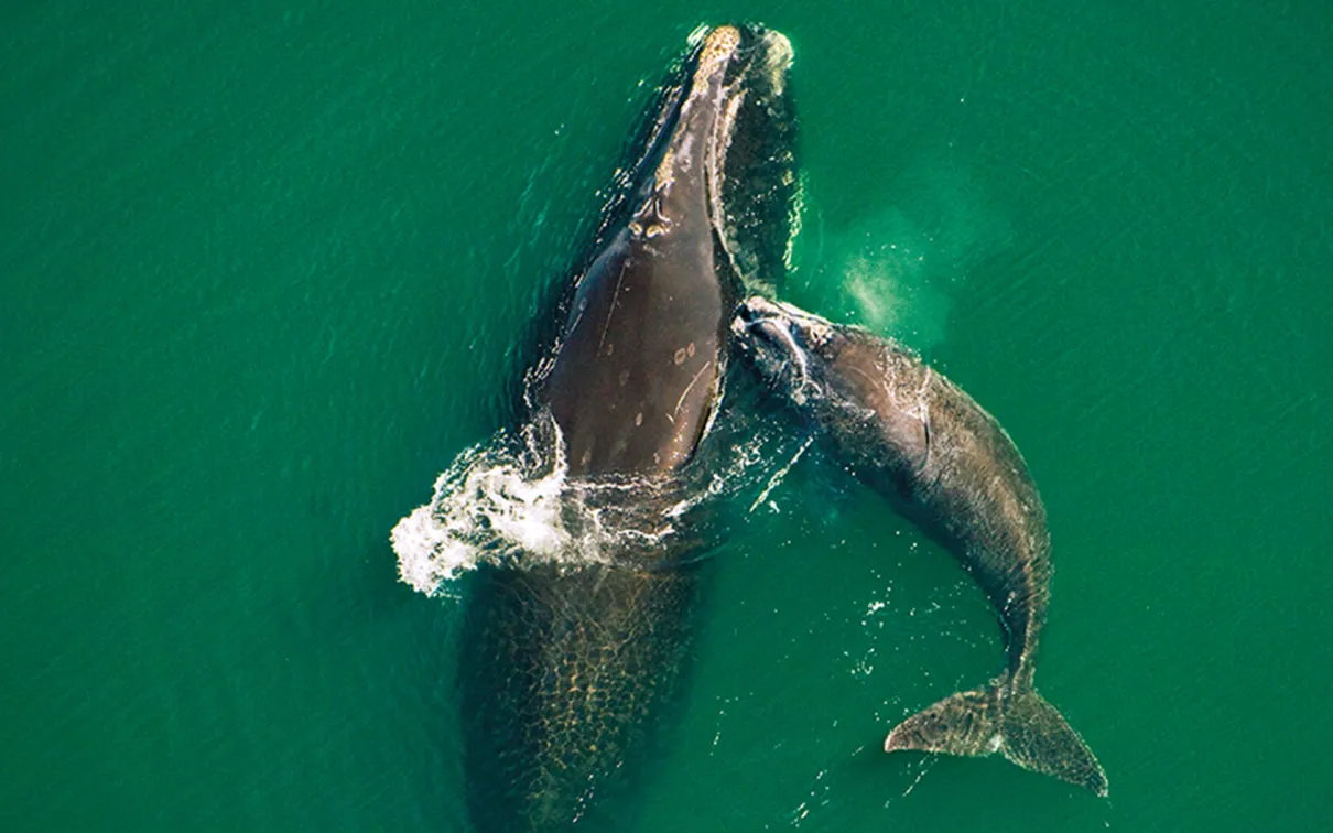 Baleines franches de l'Atlantique Nord, mère et baleineau.