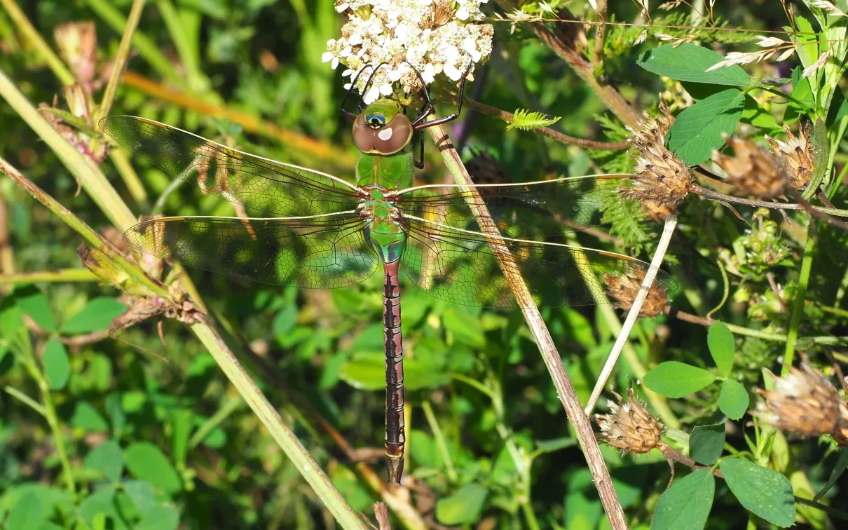 The green darner is a common dragonfly in Ontario that overwinters farther south. Photograph by Antonia Guidotti.