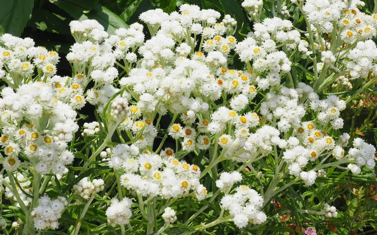 Pearly everlasting.