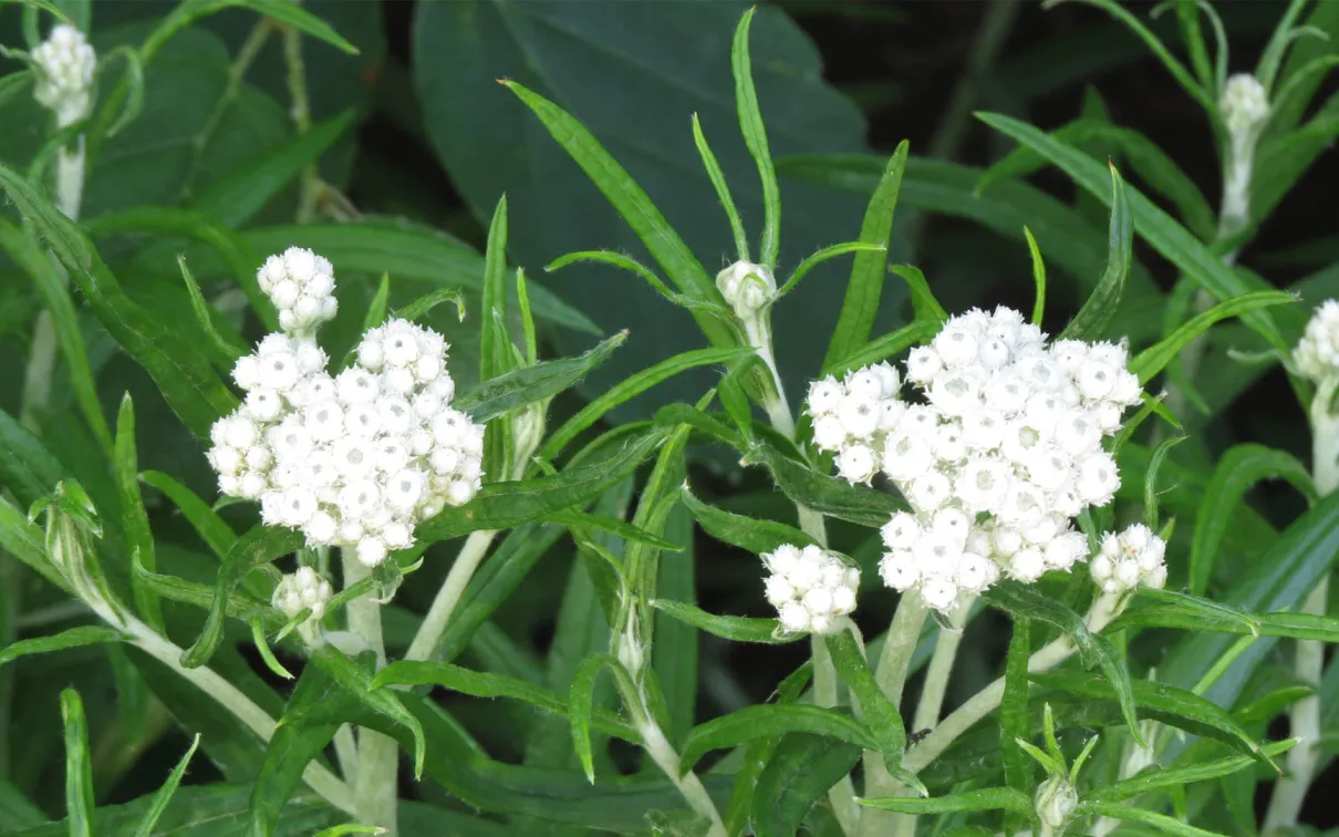 Pearly everlasting.