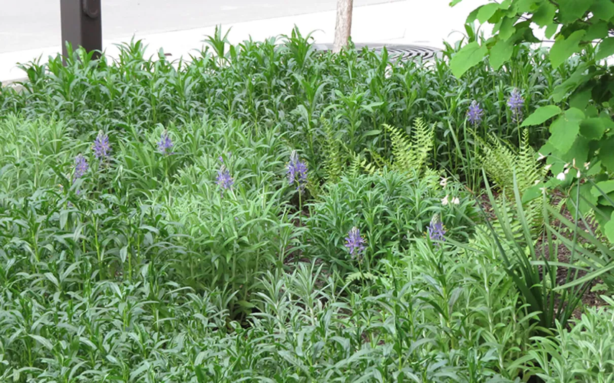 Physostegia virginiana and Anaphalis margaritacea.