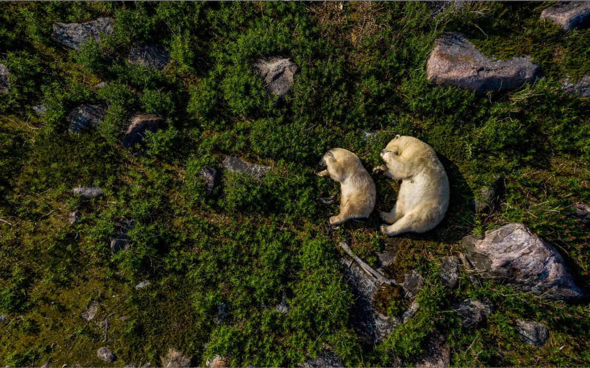 Two polar bears napping.