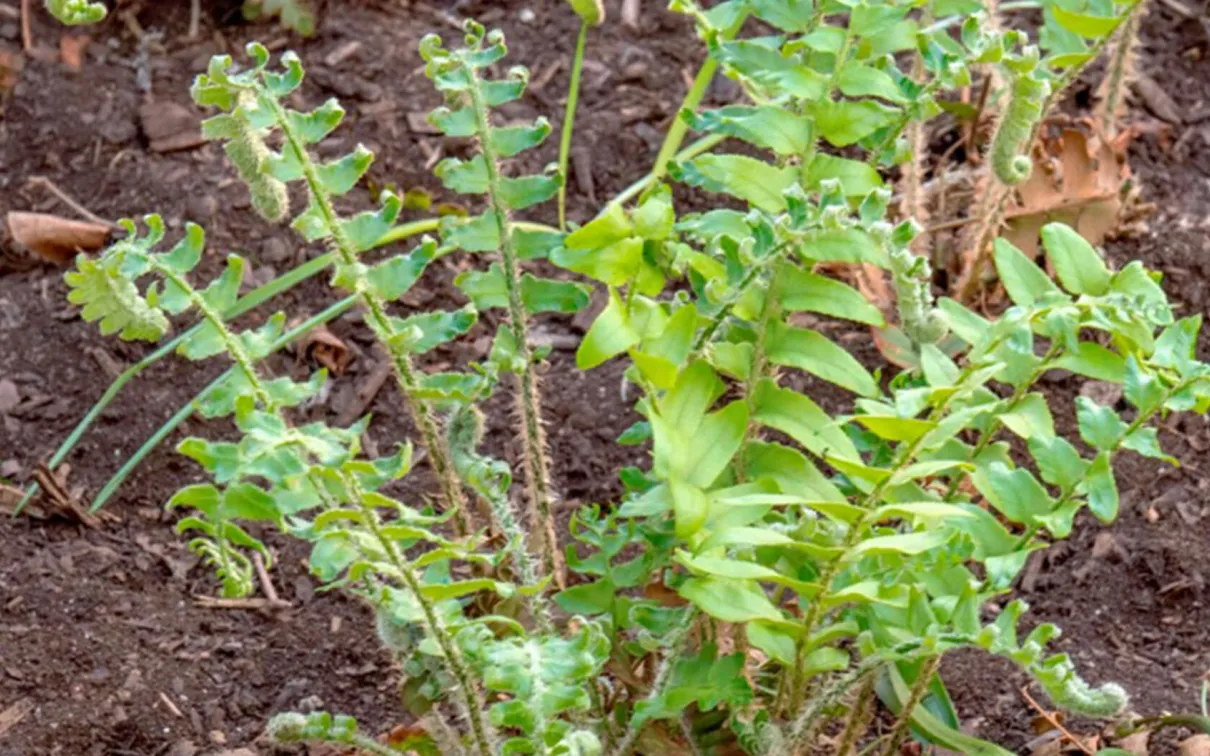 Christmas fern.