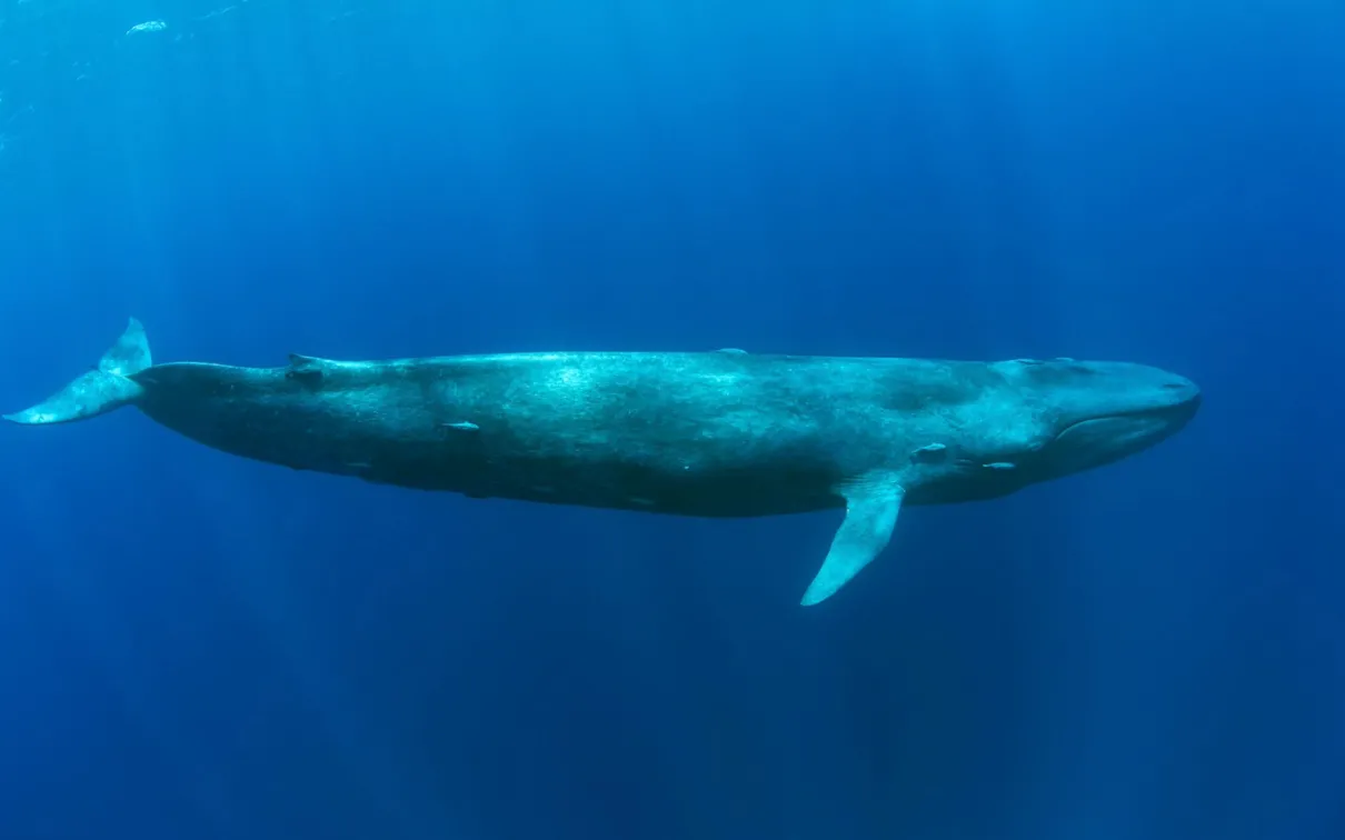 Pygmy blue whale