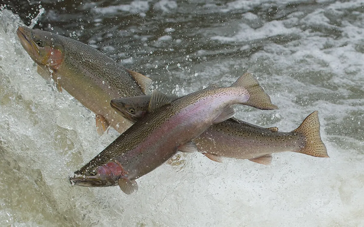 Rainbow trout migrating.