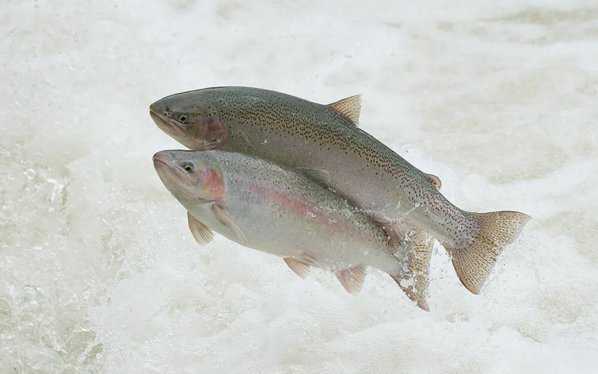 Rainbow trout migrating.