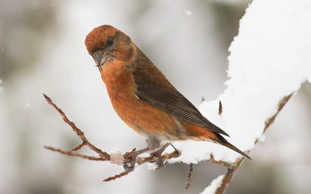 Male red crossbill.  Red crossbill.