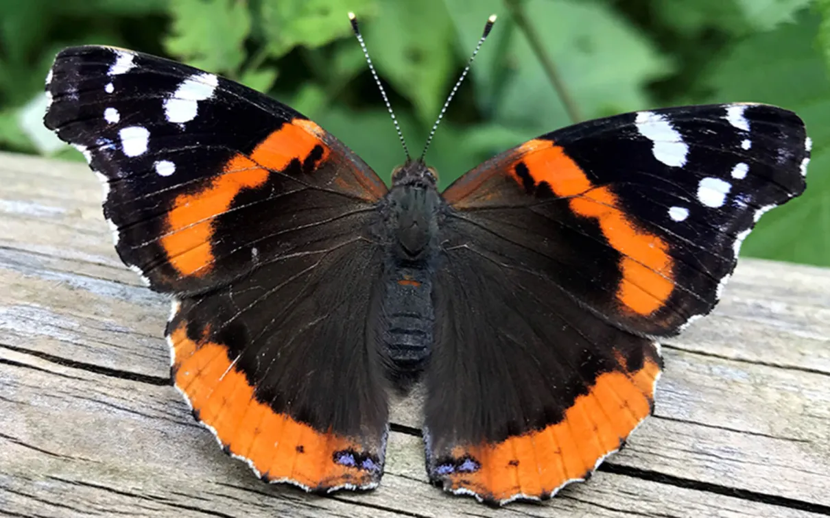 A red admiral butterfly.