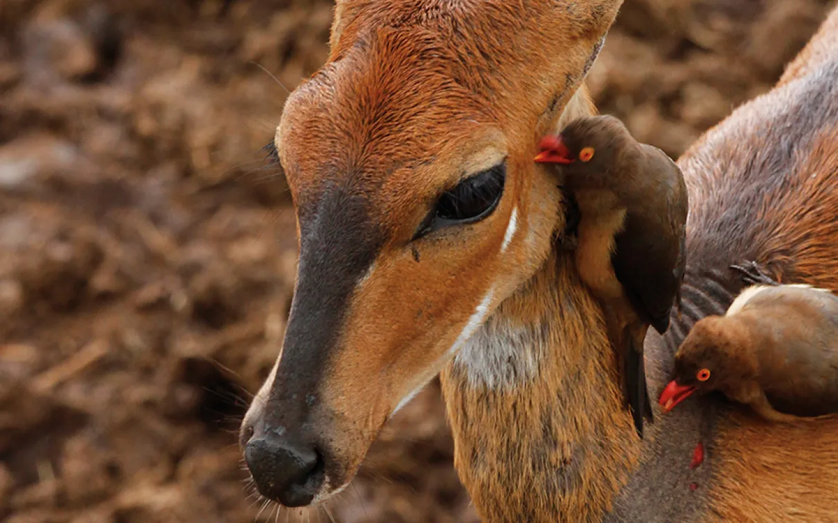 Oxpeckers removing ticks from a bushbuck.