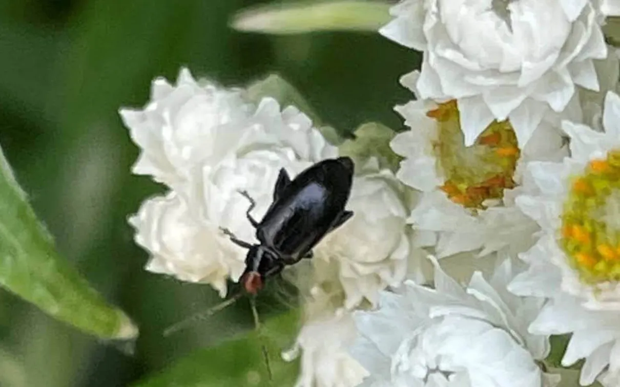 The red-headed flee beetle.