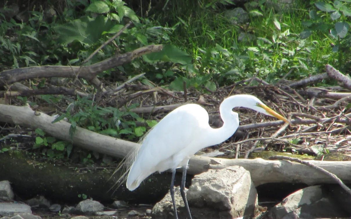 Un grand oiseau blanc posé au sol devant une forêt
