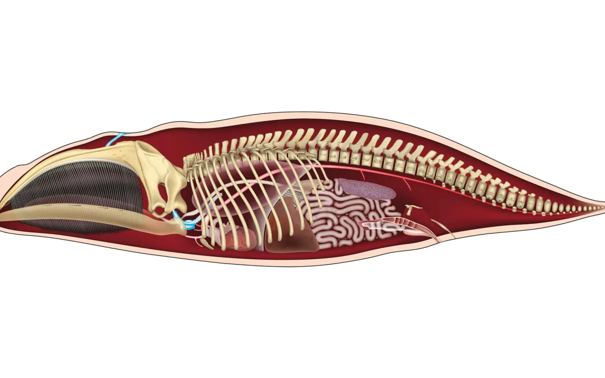 Illustration de l'anatomie de la baleine franche de l'Atlantique Nord.