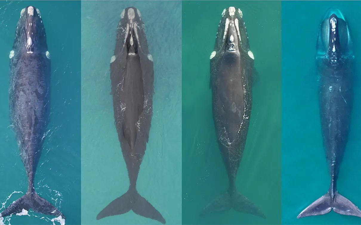 Trois baleines franches australes en bonne santé à côté d'une baleine franche de l'Atlantique Nord visiblement en moins bonne condition physique.
