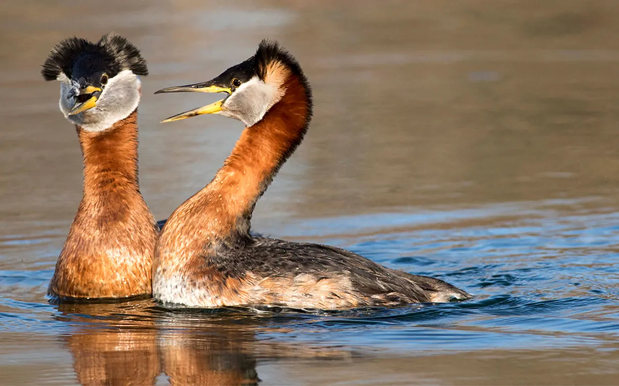 Red-necked Grebes during a greeting ceremony.