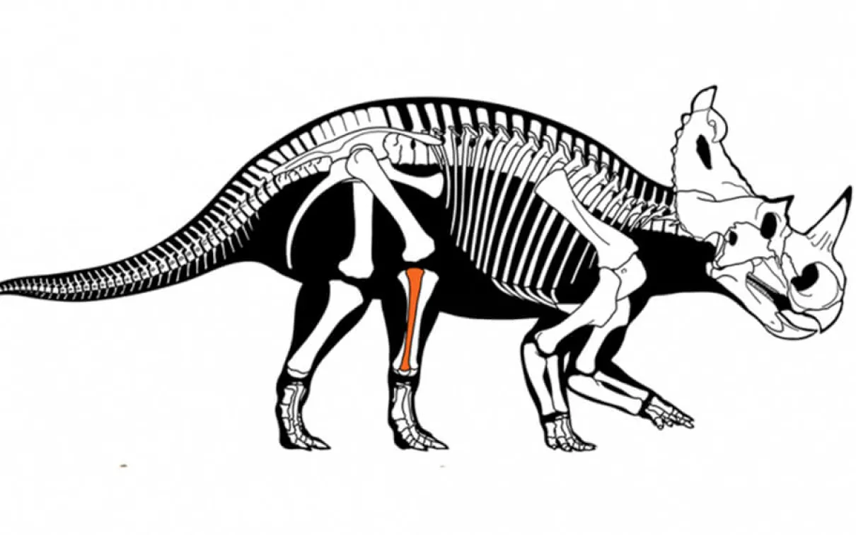 Horned dinosaur Centrosaurus apertus with malignant bone cancer. Illustration by Danielle Dufault, Royal Ontario Museum.
