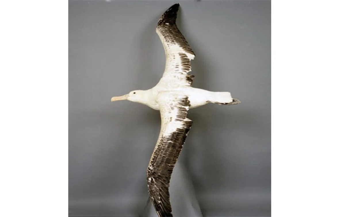 Bird, The Royal Albatross, wingspan, specimen, ornithology, 