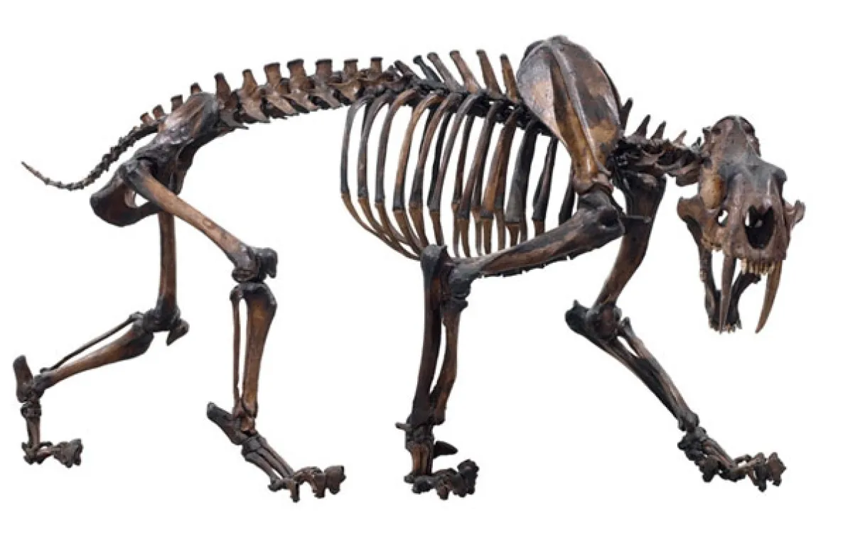 ROM's Reed Gallery of the Age of Mammals, three million years ago, North American animals like the sabre-toothed cat entered South America via a new land connection. Find out what other animals invaded South America at the time, and how they enriched the biodiversity of the continent.