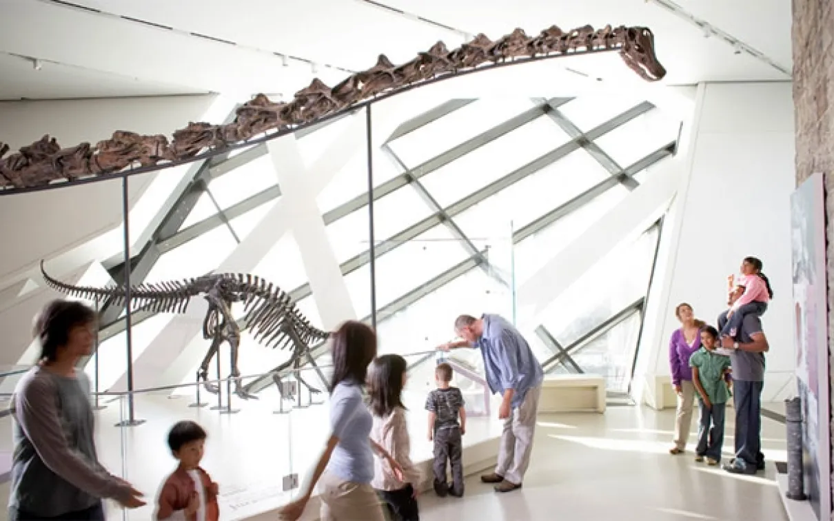 At an impressive 27 metres long, Gordo is ROM's gallery centrepiece. It is the largest real fossil dinosaur skeleton mounted in Canada, and is one of only three complete Barosaurus skeletons on display in the world. Photo: dattuphoto-1328020 Ontario Inc.