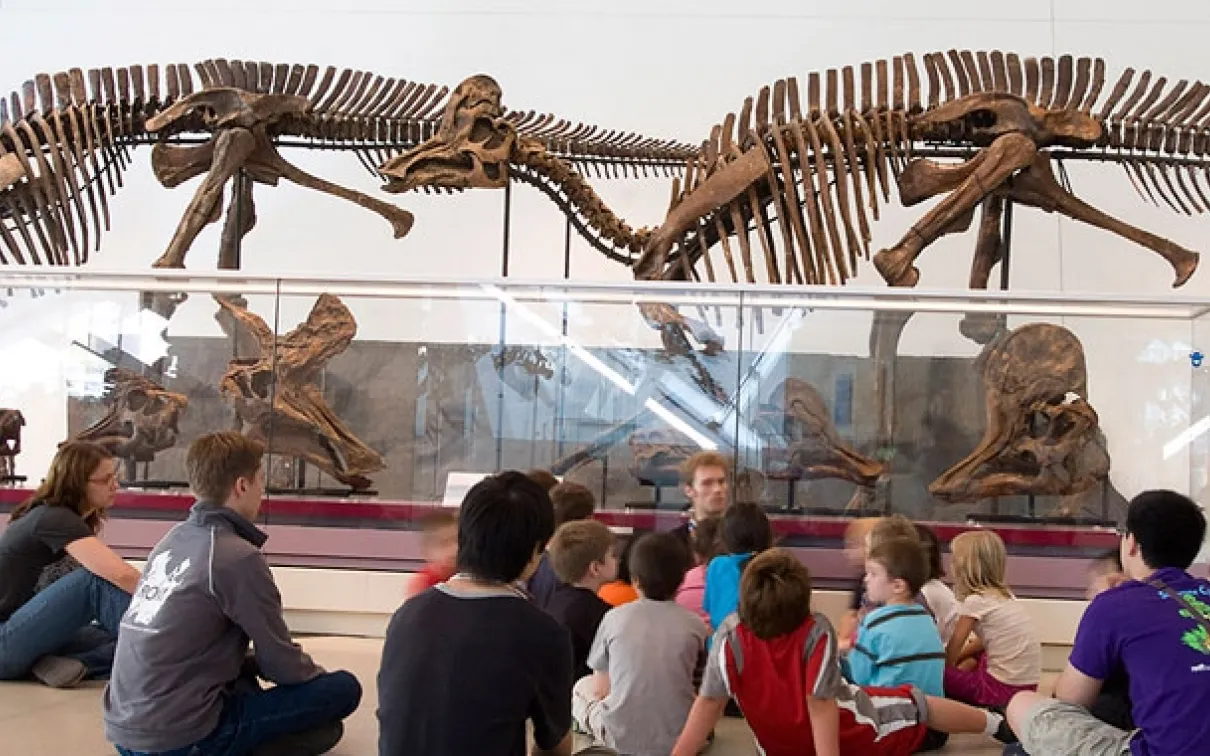 ROM has one of the world's most comprehensive collections of dinosaur skulls and showcases many of them, such as the helmet-crested Corythosaurus, in "growth series" displays that compare and contrast juvenile and adult physical characteristics.