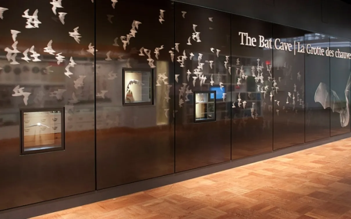 The ROM's Bat Cave hosts over 800 specimens and models of bats.