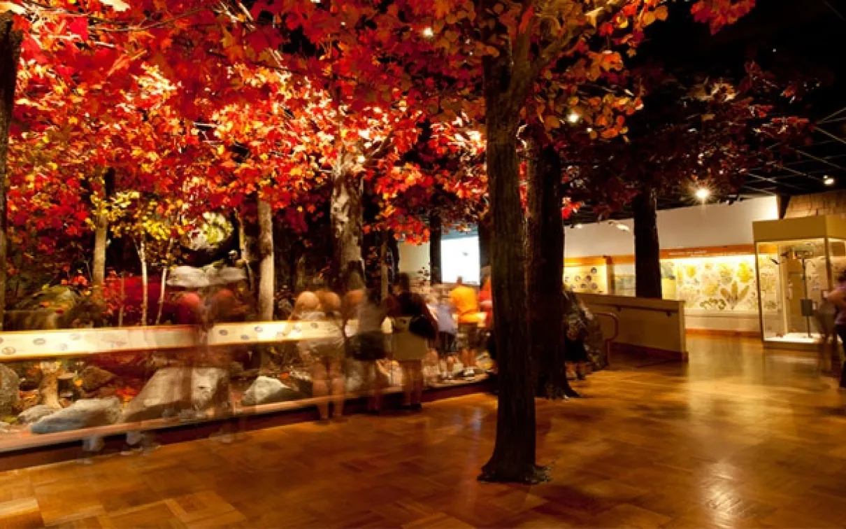 ROM's Gallery of Hands-on Biodiversity, A forest display invites visitors to identify local plant and animal species.