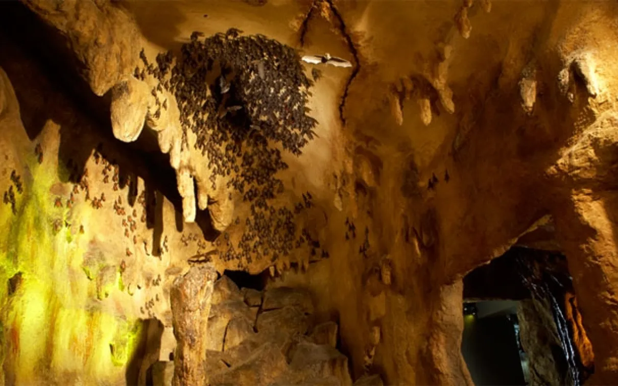 The Bat Cave at the ROM showing cave formation and display of bats