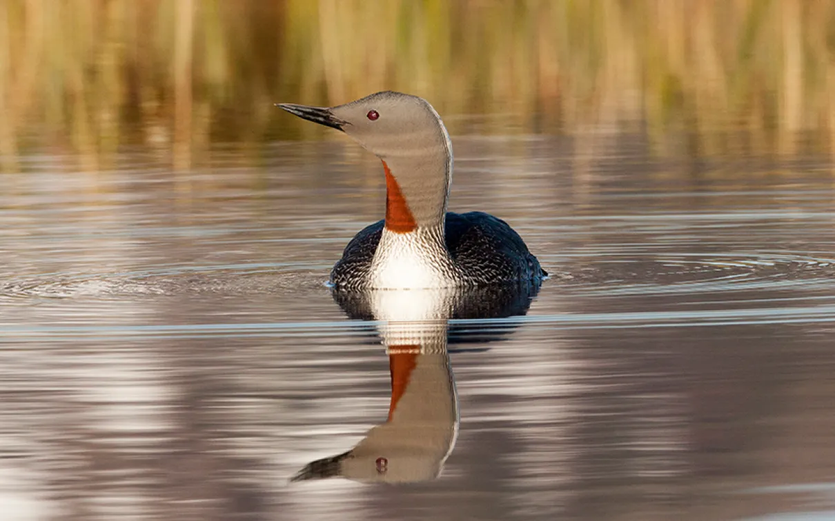  Red-throated loon (Gavia stellata)