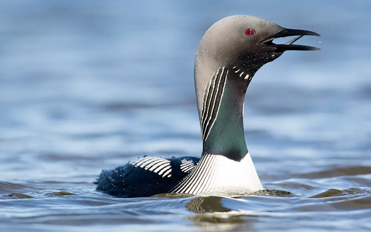 Pacific loon (Gavia pacifica)