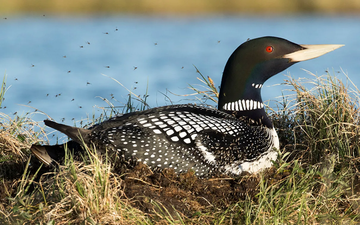 Yellow-billed loon (Gavia adamsii)