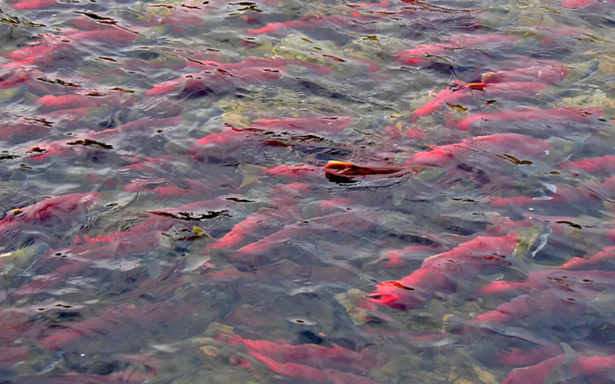 Salmon preparing to run upstream to their natal spawning grounds.