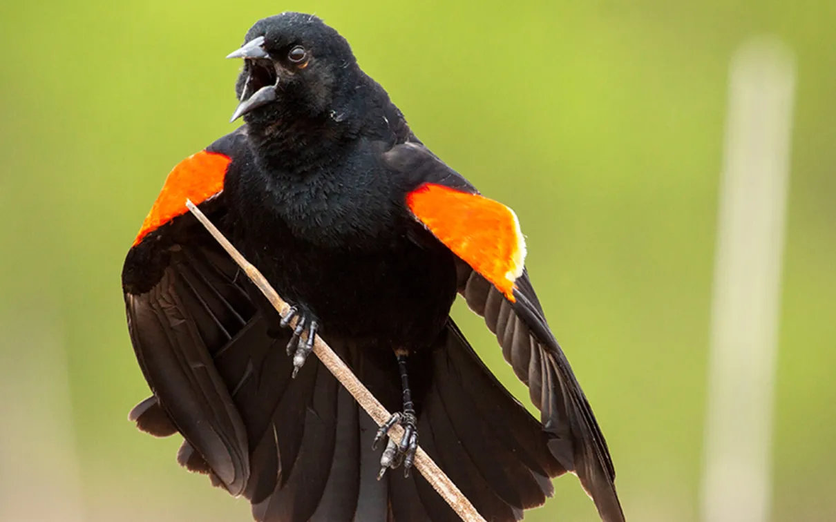 A red-winged Blackbird performing a song spread display.