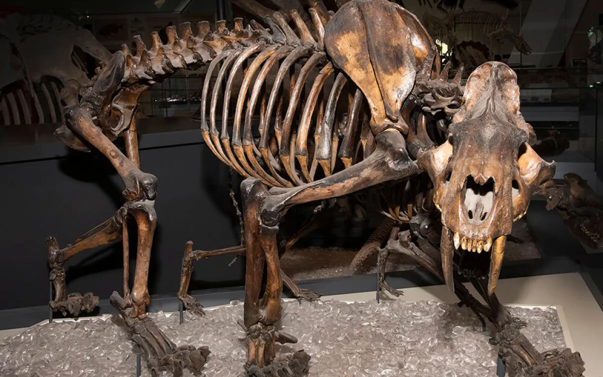 A sabre-toothed cat skeleton on display at the Royal Ontario Museum.