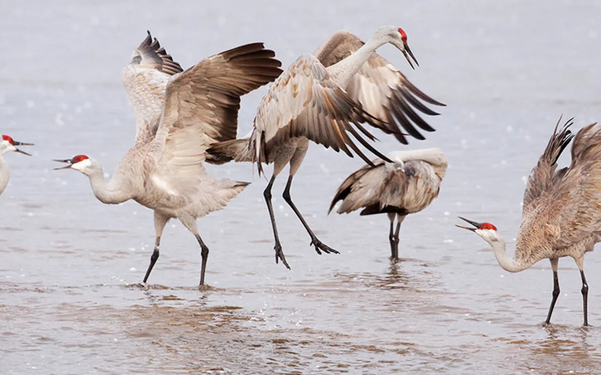 Sandhill Cranes having fun at the beach.