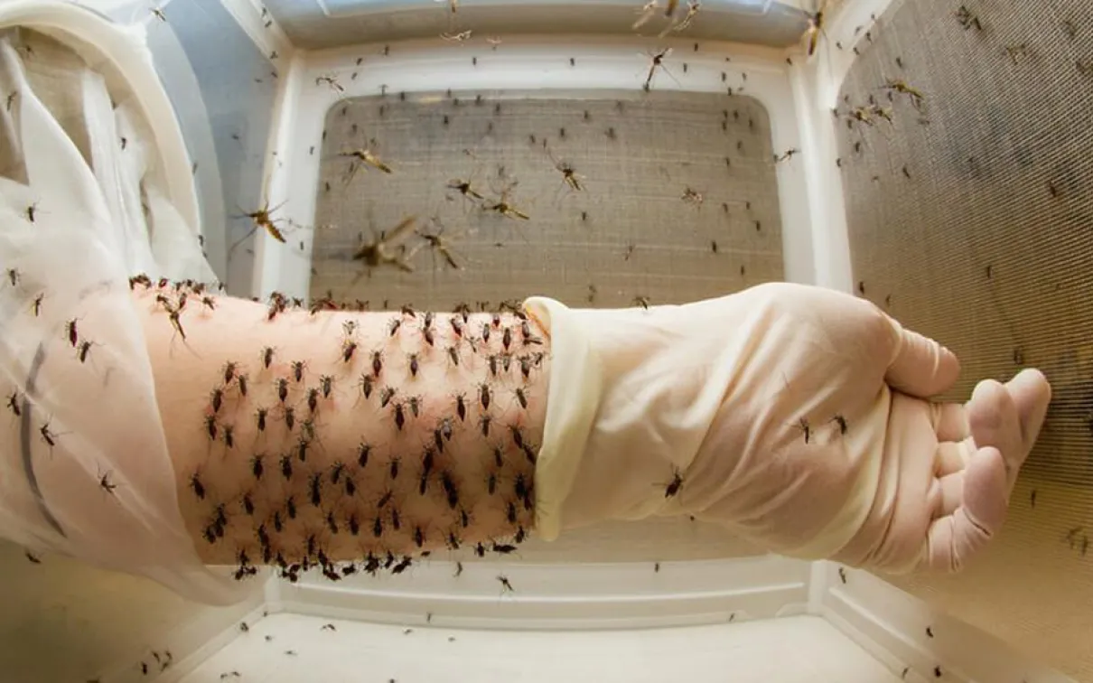 Mosquitos feeding on a human arm held inside a clear box.
