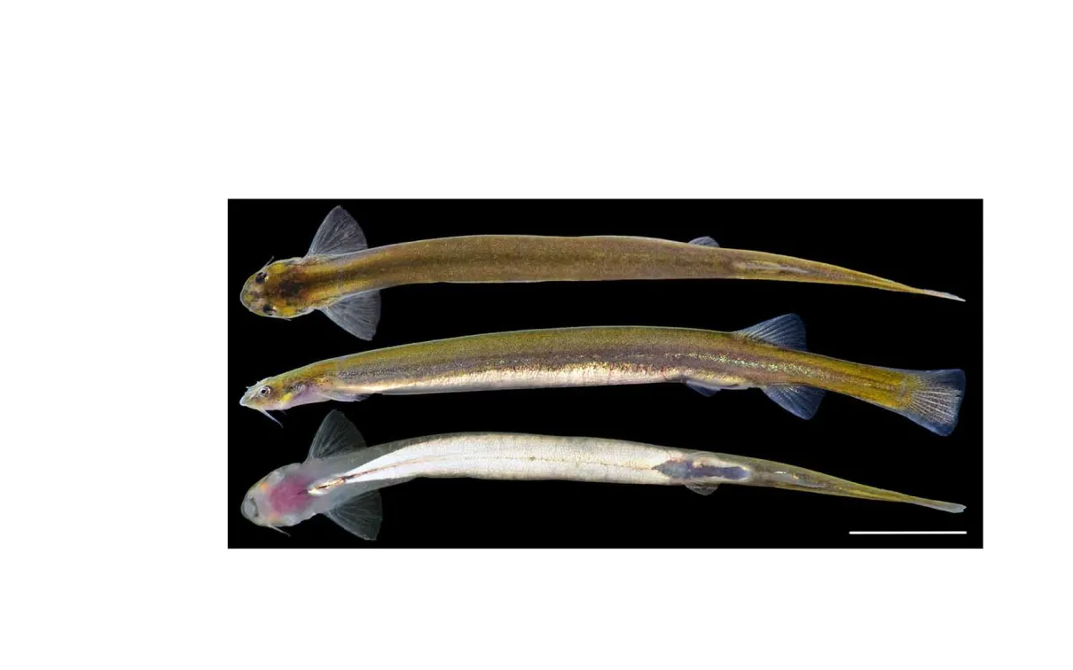 Amazonian blood-feeding catfishes in the genus Vandellia were among the fishes more commonly collected by Lujan and his team.