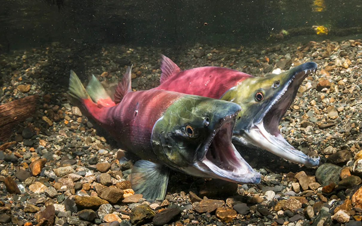 Saumon sockeye, femelle à gauche et mâle à droite, dans le nid, se préparant à frayer.