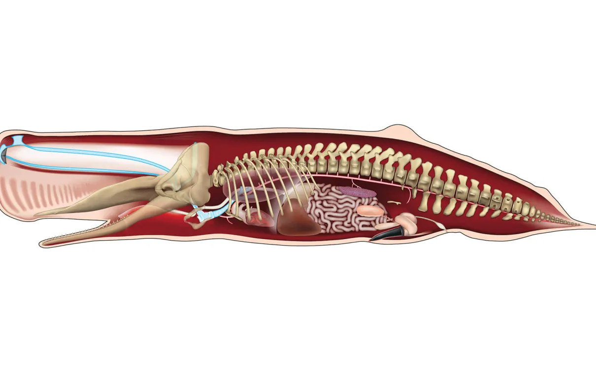 Illustration de l'anatomie du cachalot.