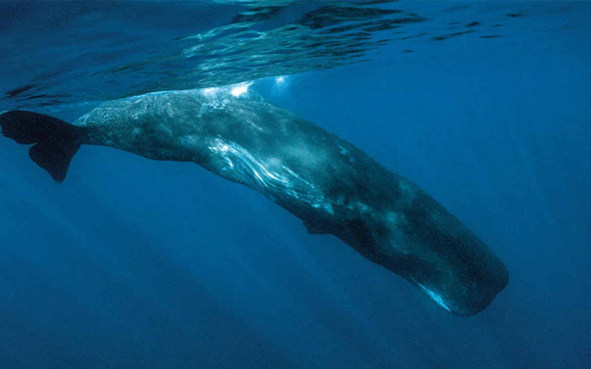 Sperm whale.