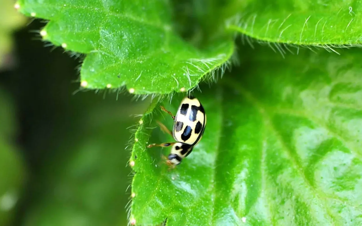 14-spotted ladybird beetle.