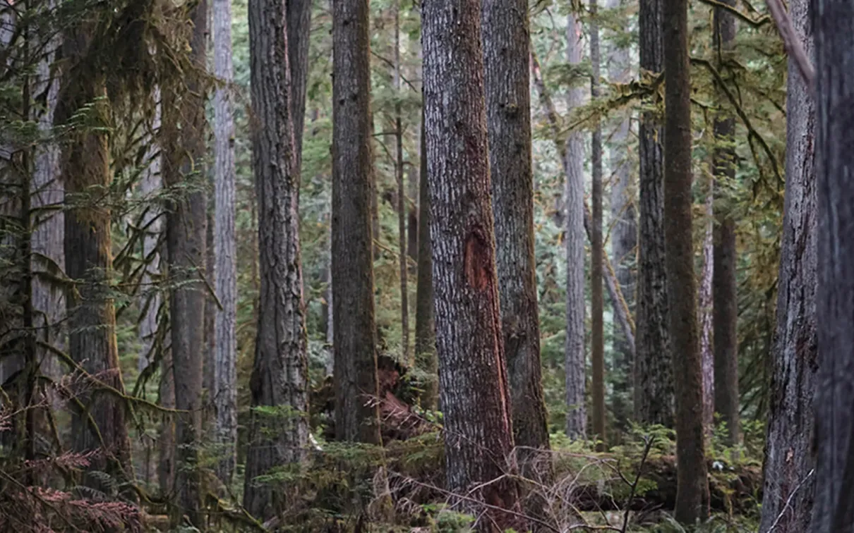 Dense trees in forest.