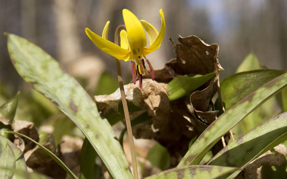 Yellow trout lily.
